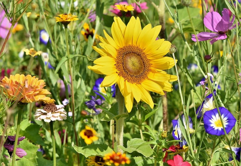 Garden Art